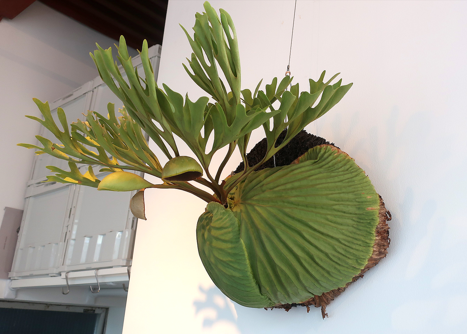 vandaka plants gallery tokyo　ビカクシダ　コウモリラン