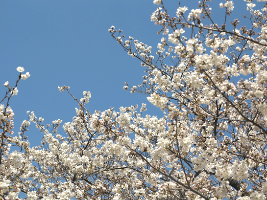 品川　桜